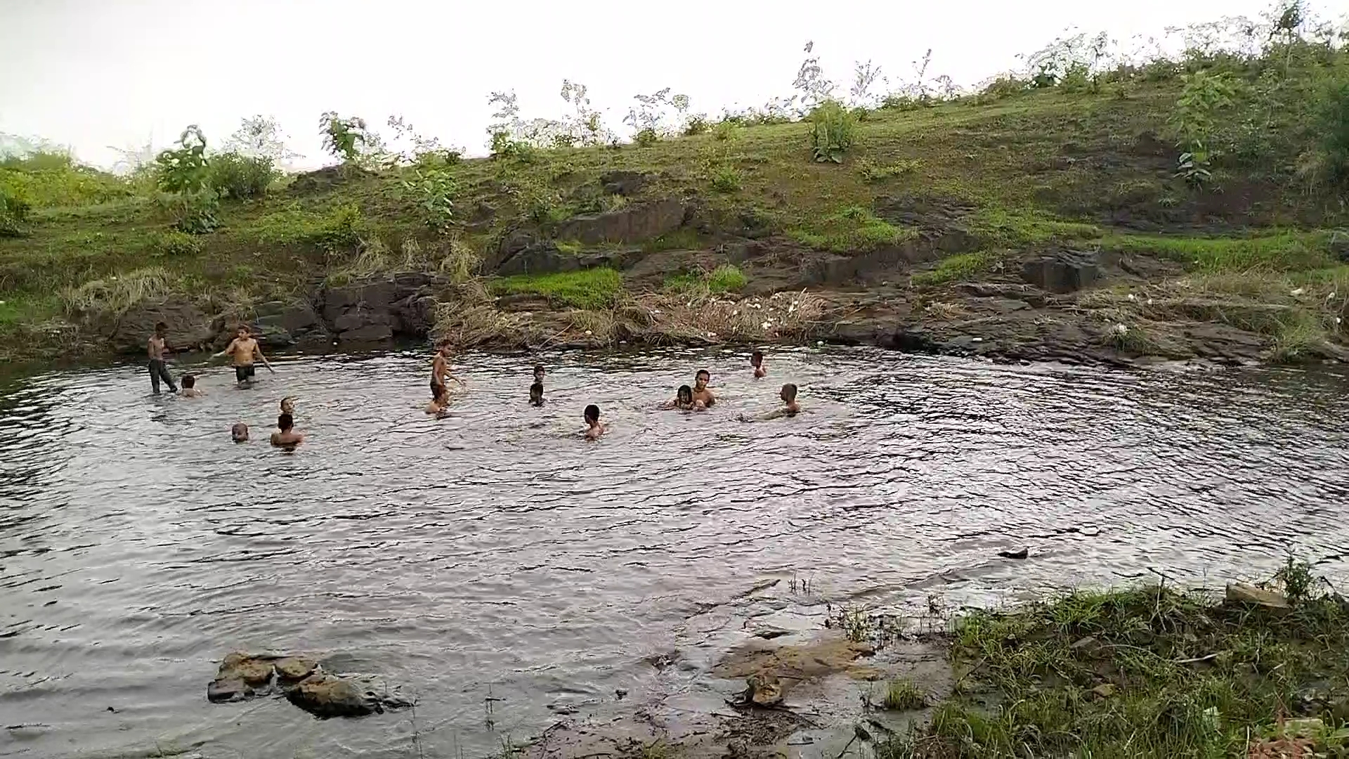 Cows at the Gaushala